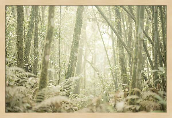 Inside The Amazon Canopy