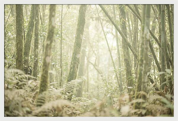 Inside The Amazon Canopy