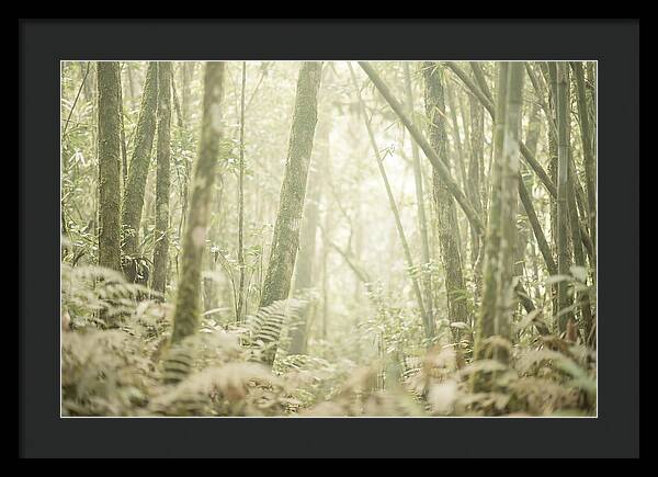 Inside The Amazon Canopy