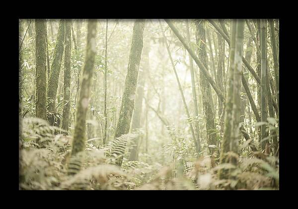 Inside The Amazon Canopy