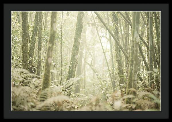 Inside The Amazon Canopy