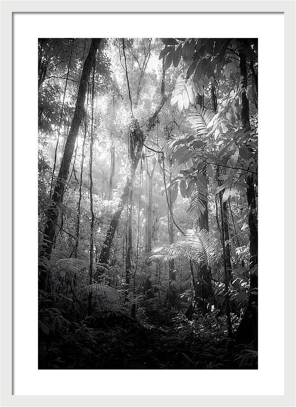 Inside The Amazon Rainforest Canopy