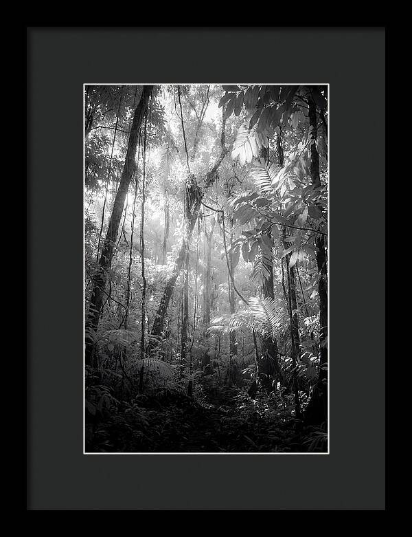 Inside The Amazon Rainforest Canopy