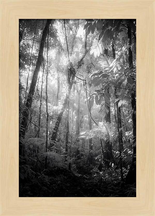Inside The Amazon Rainforest Canopy