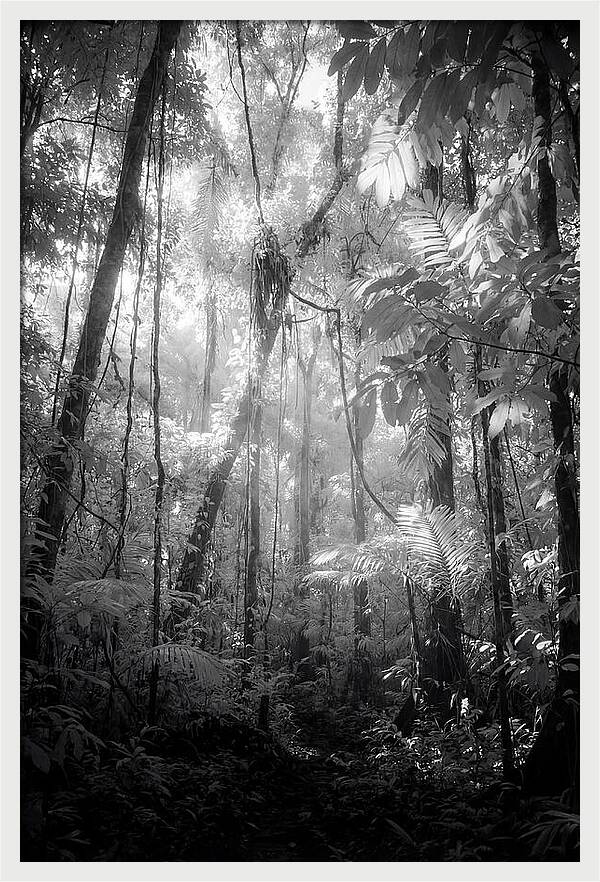 Inside The Amazon Rainforest Canopy
