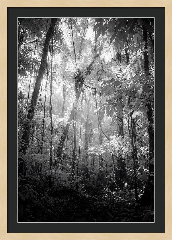 Inside The Amazon Rainforest Canopy