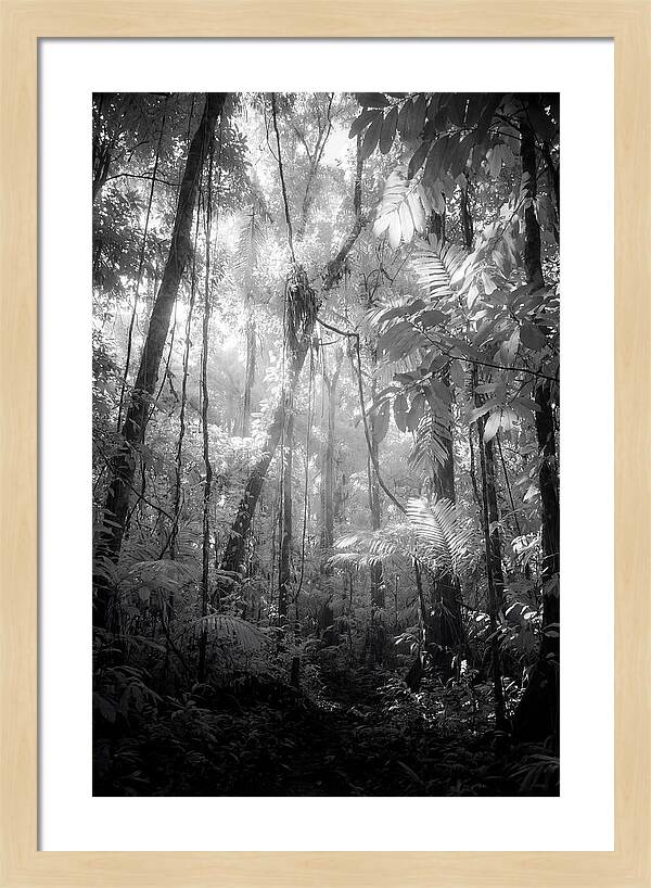 Inside The Amazon Rainforest Canopy