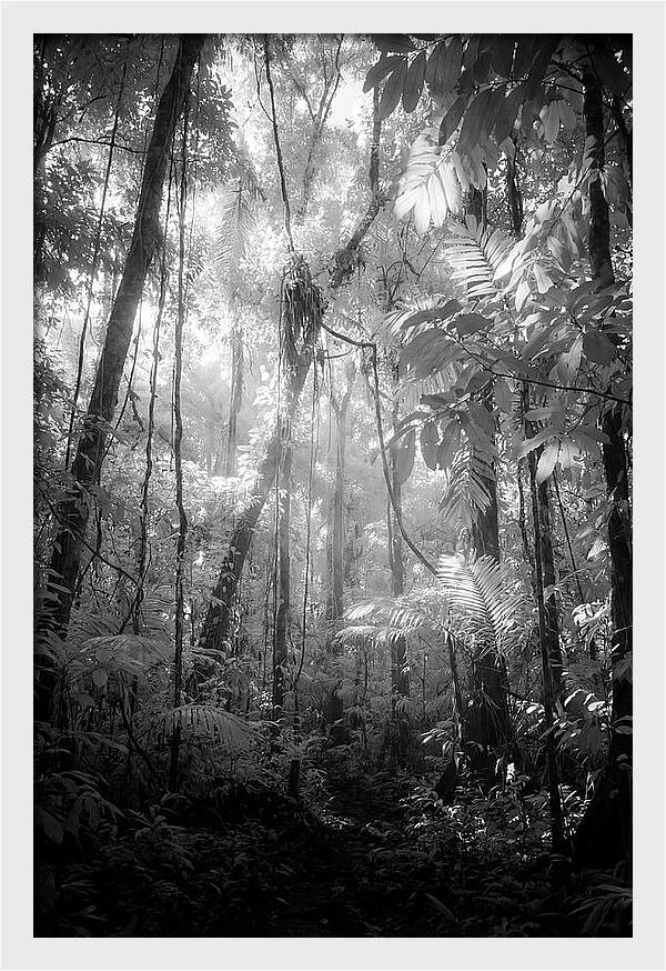 Inside The Amazon Rainforest Canopy