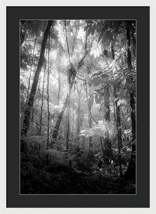 Inside The Amazon Rainforest Canopy