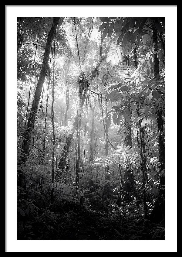 Inside The Amazon Rainforest Canopy