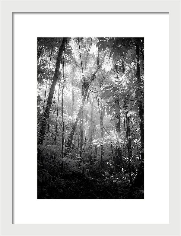 Inside The Amazon Rainforest Canopy