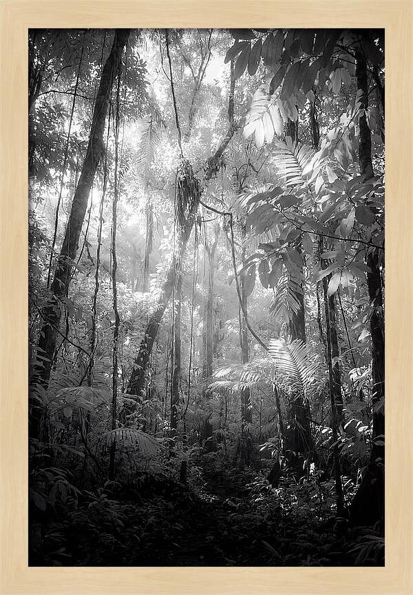 Inside The Amazon Rainforest Canopy
