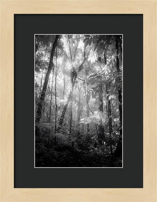 Inside The Amazon Rainforest Canopy