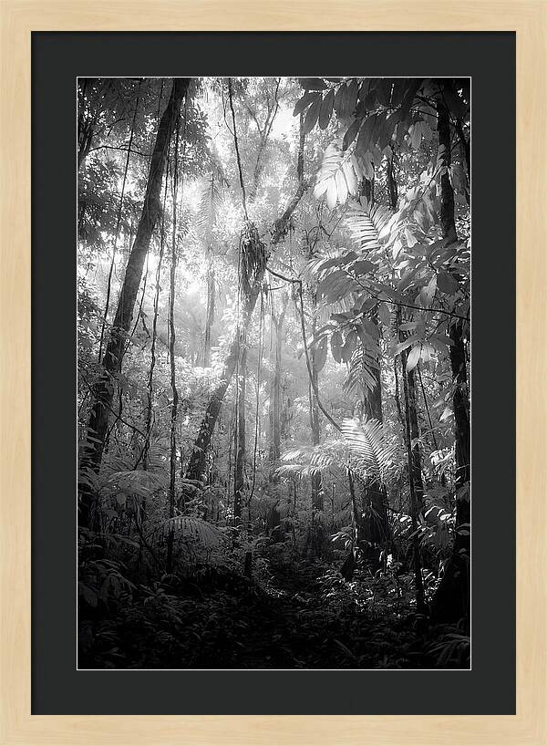 Inside The Amazon Rainforest Canopy
