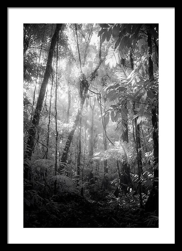 Inside The Amazon Rainforest Canopy