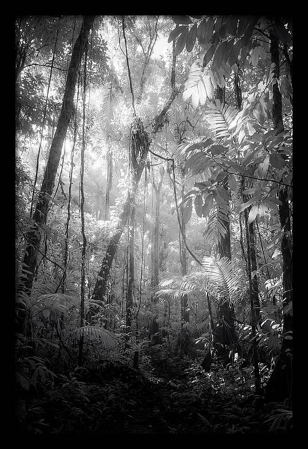 Inside The Amazon Rainforest Canopy