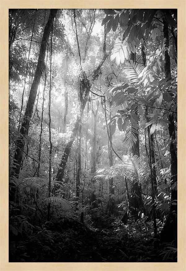 Inside The Amazon Rainforest Canopy
