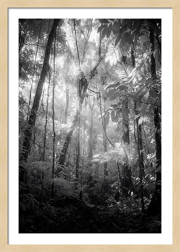 Inside The Amazon Rainforest Canopy