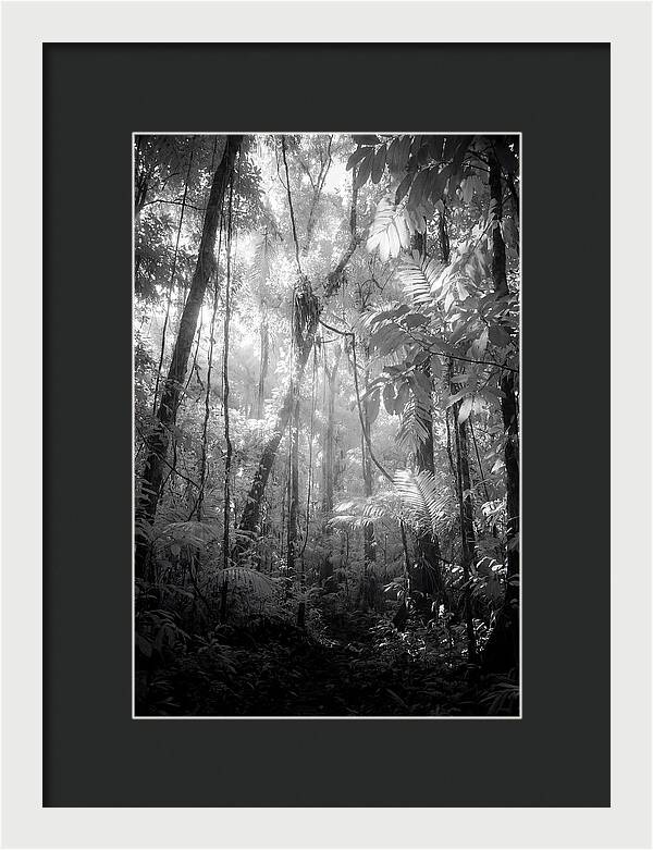 Inside The Amazon Rainforest Canopy