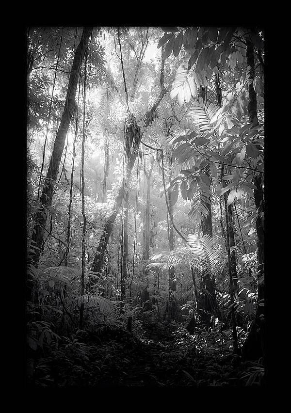 Inside The Amazon Rainforest Canopy