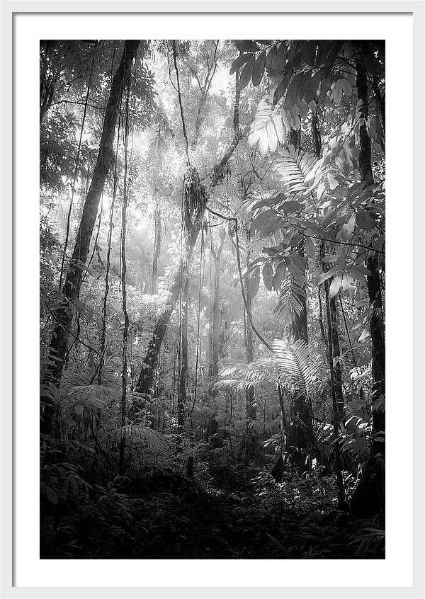 Inside The Amazon Rainforest Canopy