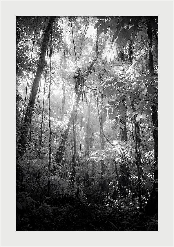 Inside The Amazon Rainforest Canopy