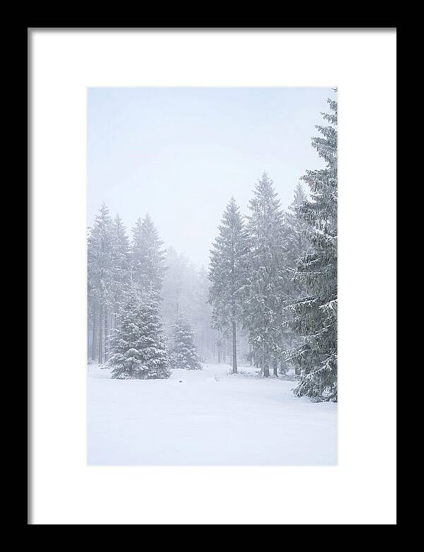Inside The Enchanted Black Forest