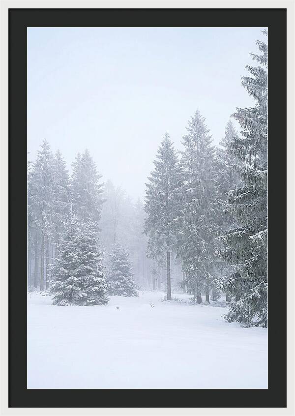 Inside The Enchanted Black Forest