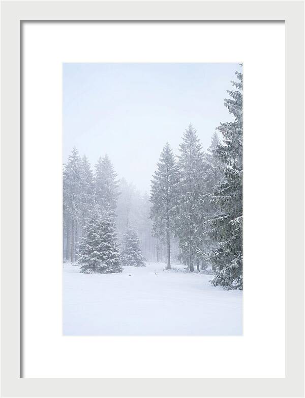 Inside The Enchanted Black Forest