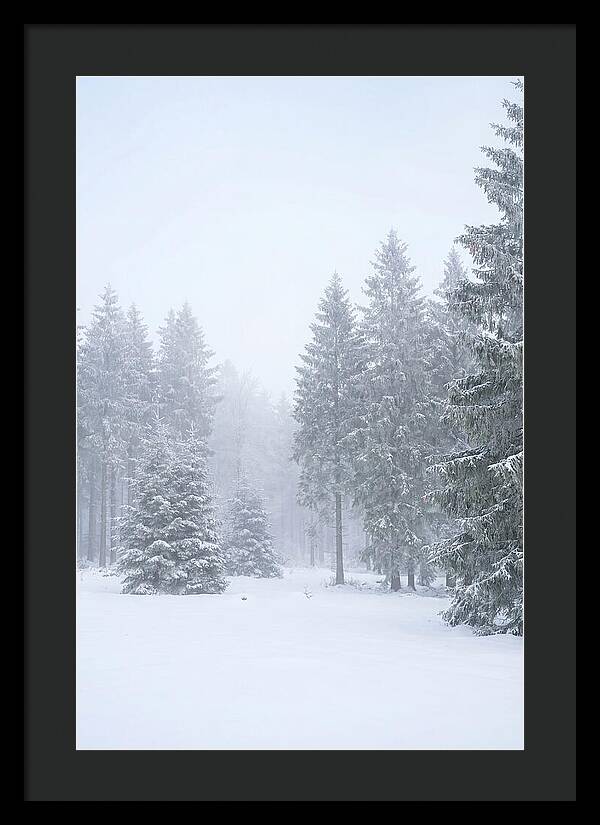 Inside The Enchanted Black Forest