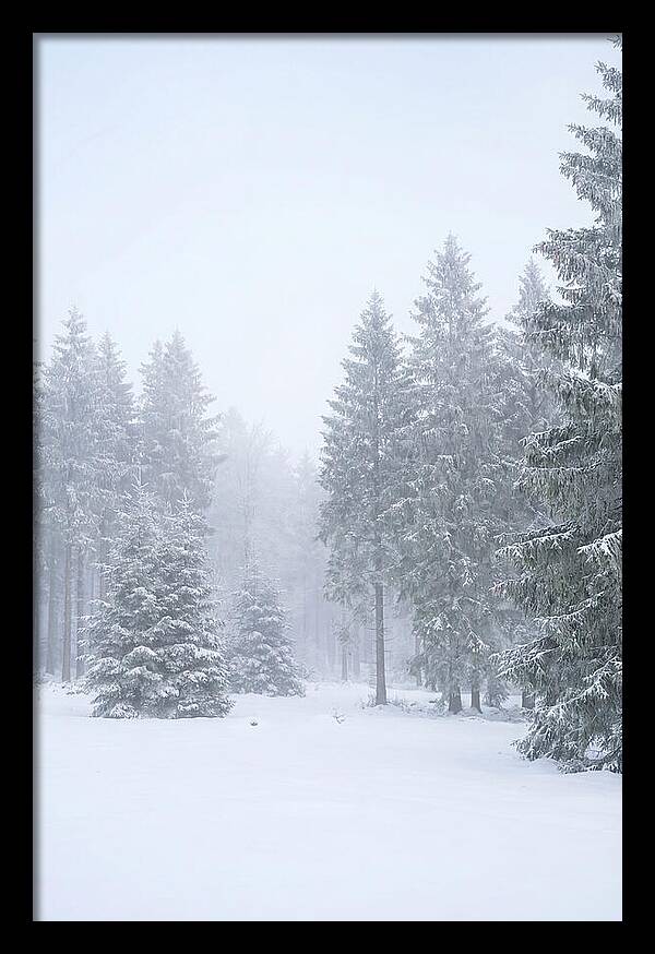 Inside The Enchanted Black Forest