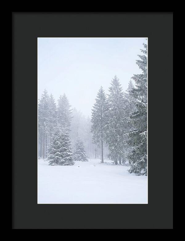 Inside The Enchanted Black Forest