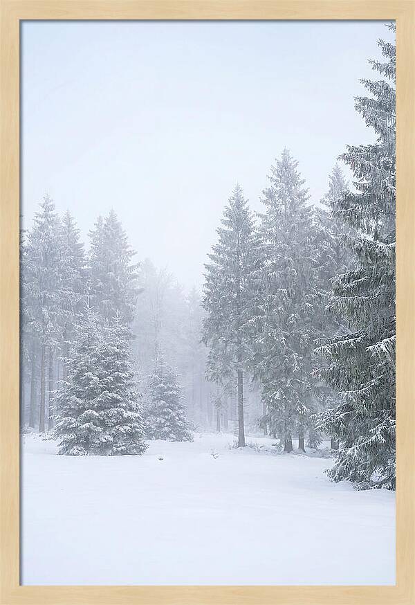 Inside The Enchanted Black Forest