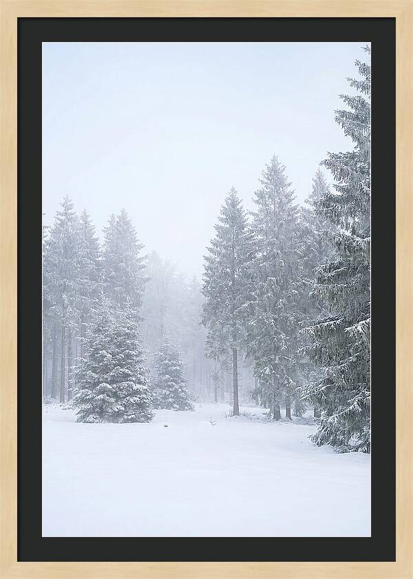 Inside The Enchanted Black Forest