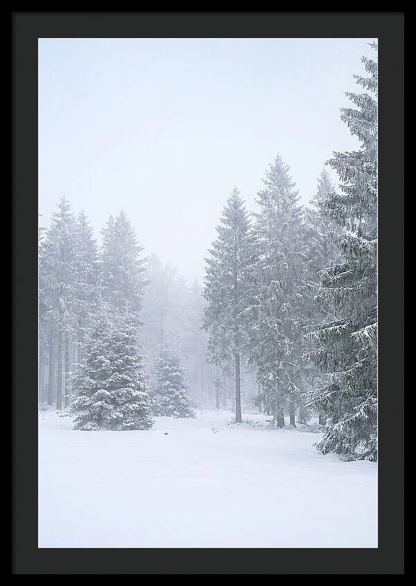 Inside The Enchanted Black Forest