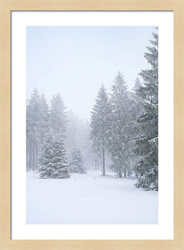 Inside The Enchanted Black Forest