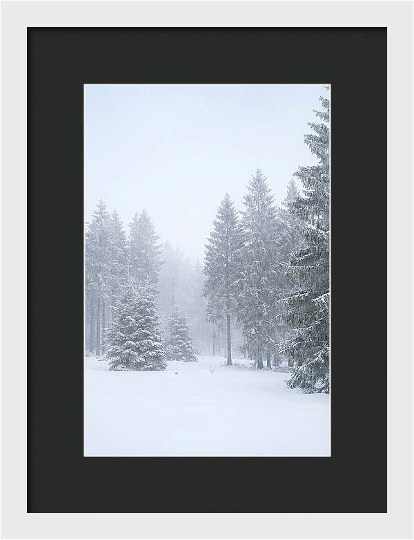 Inside The Enchanted Black Forest