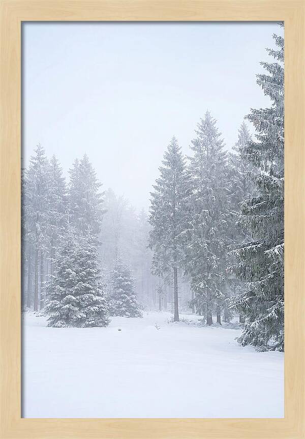 Inside The Enchanted Black Forest