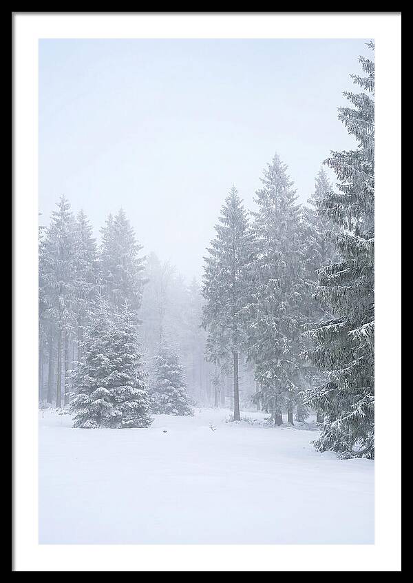 Inside The Enchanted Black Forest