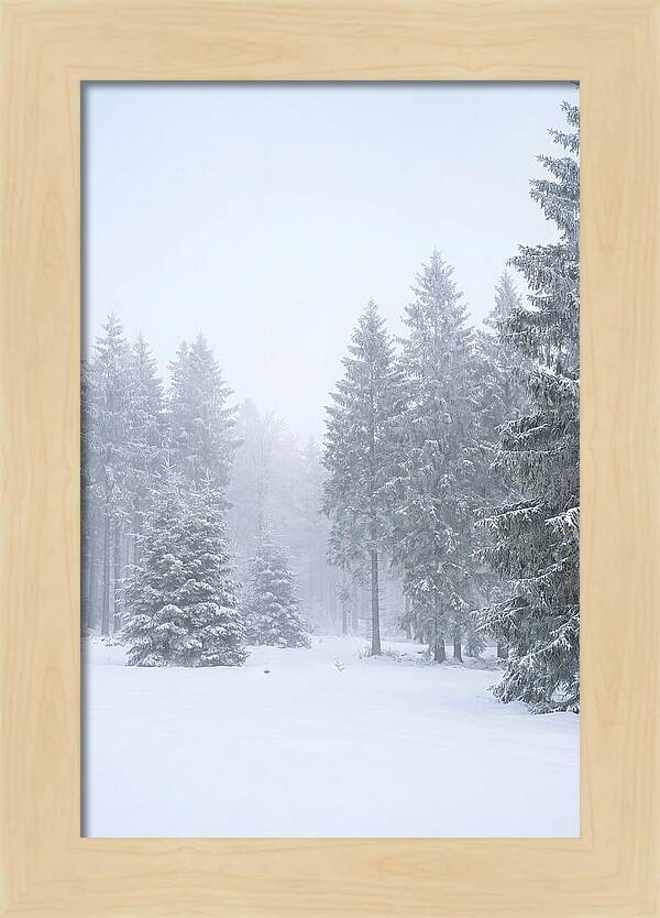 Inside The Enchanted Black Forest