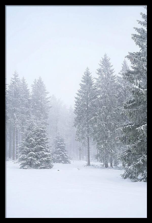 Inside The Enchanted Black Forest