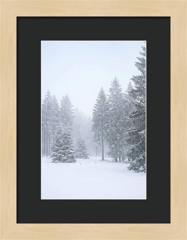 Inside The Enchanted Black Forest
