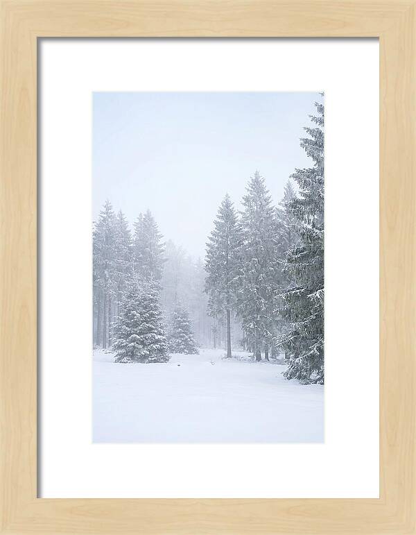 Inside The Enchanted Black Forest