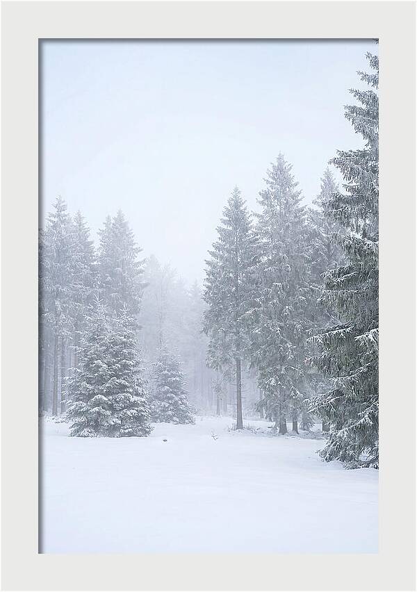 Inside The Enchanted Black Forest