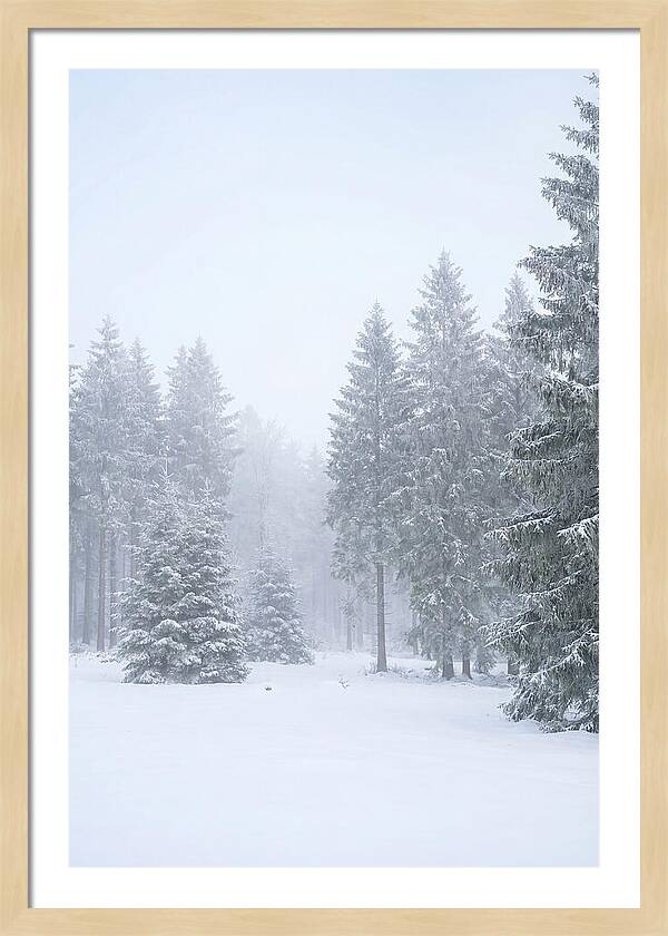 Inside The Enchanted Black Forest