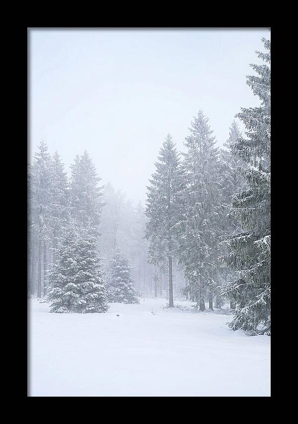 Inside The Enchanted Black Forest