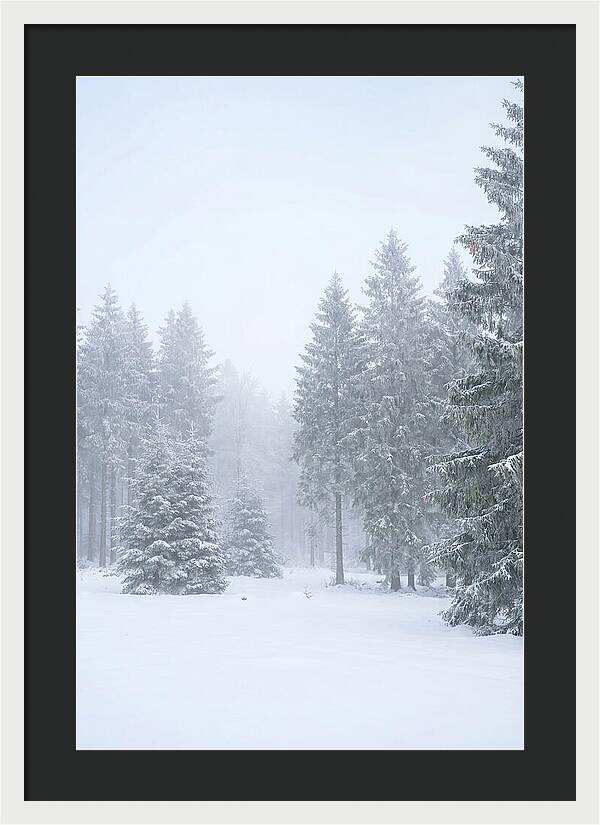 Inside The Enchanted Black Forest