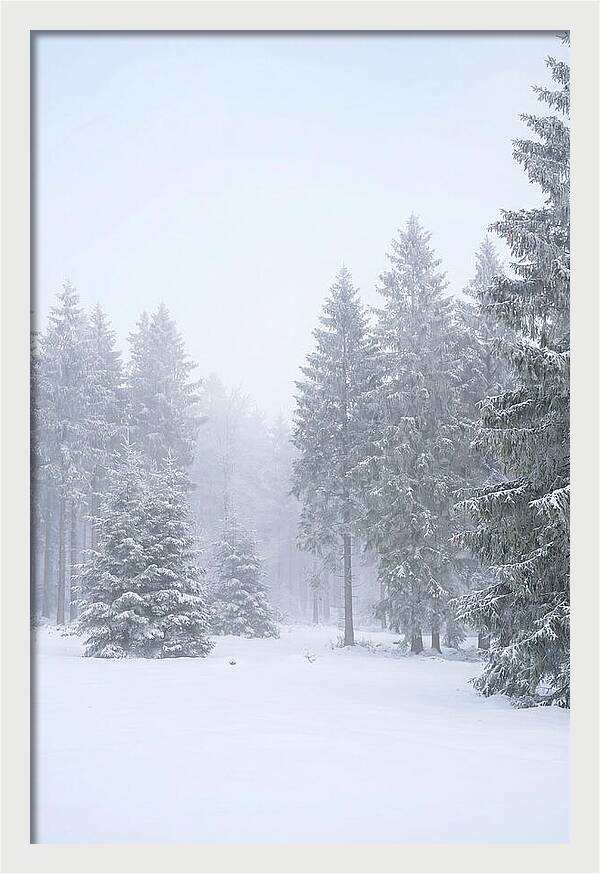 Inside The Enchanted Black Forest