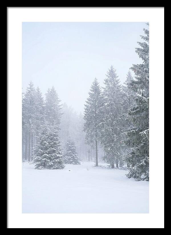 Inside The Enchanted Black Forest