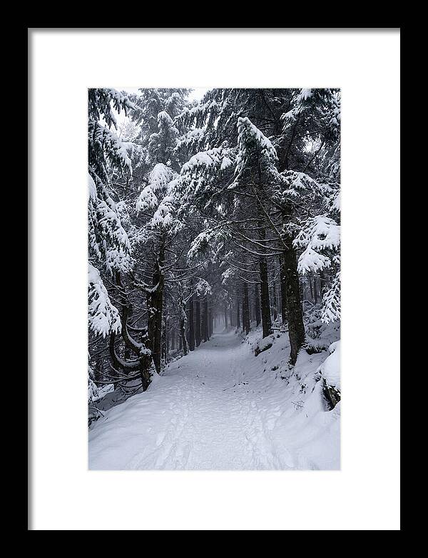 Inside The Enchanted Forest